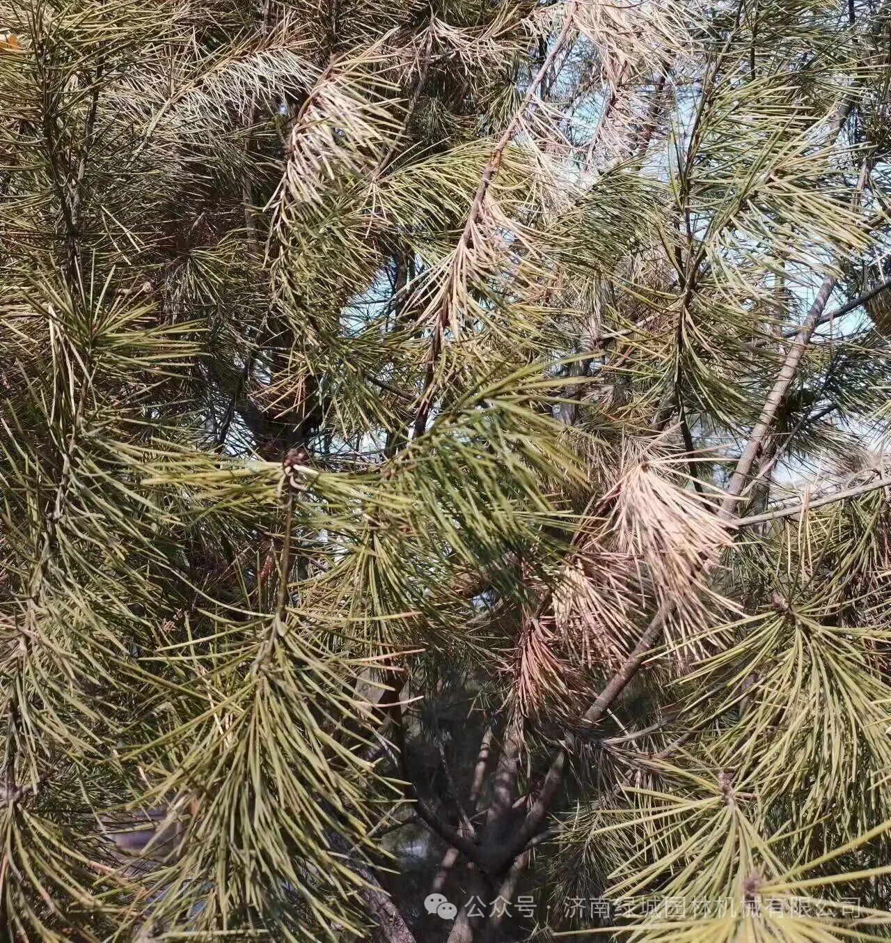 ͼƬ