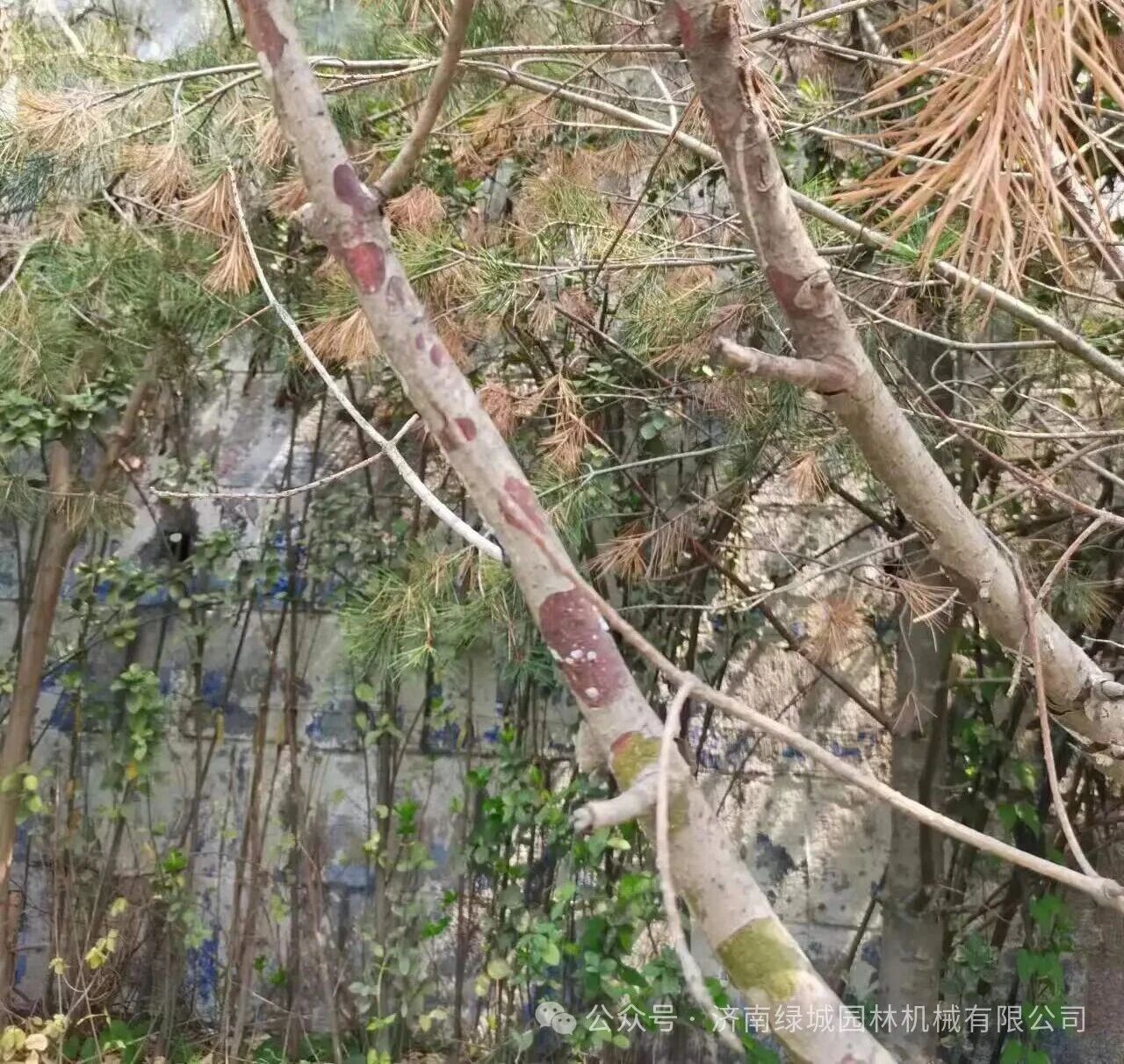 ͼƬ