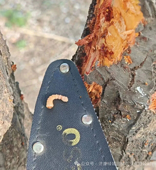 ͼƬ