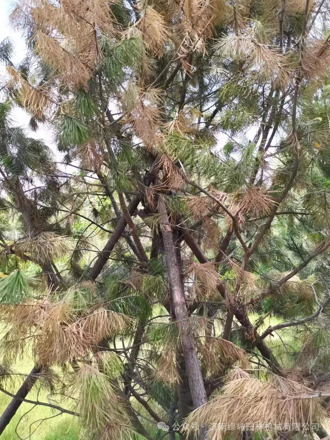 ͼƬ